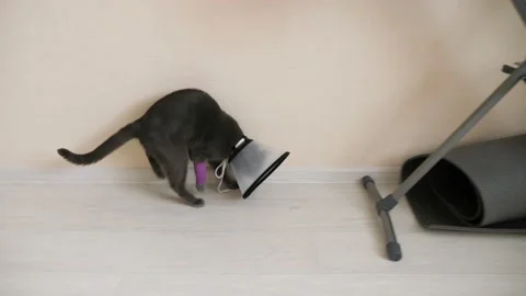 Gray cat in a veterinary collar. Stock Footage 130896470