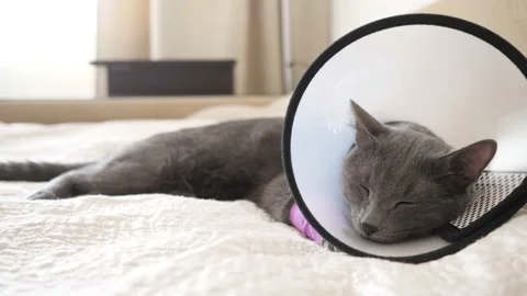 Gray cat in a veterinary collar sleeps on a bed 스톡 동영상 133226304