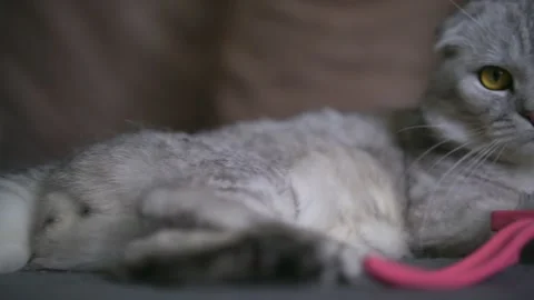 Gray cat wagging its tail Vídeos de archivo 145943558