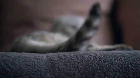 Gray cat wagging its tail Stockbeeldmateriaal 145943587