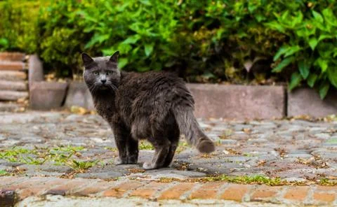 Gray Cat Waiting Stock Photos