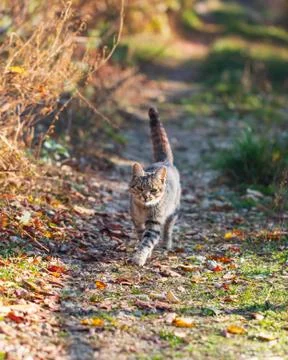 Gray cat for a walk Stock Photos