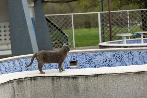 Gray cat walking along the edge of an empty tiled pool Foto stock