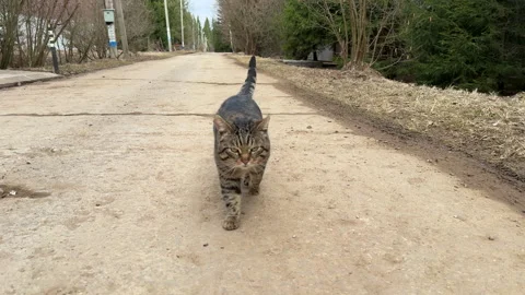 Gray cat walking down the street on the road outside the city, front view Stock Footage 305499897
