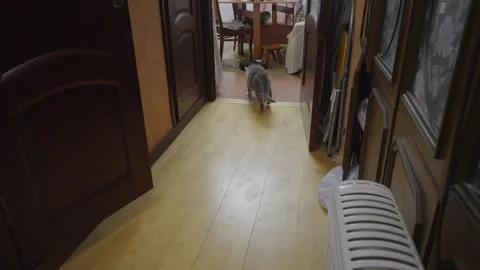 Gray Cat Walking Down Wooden Hallway in Cozy Home Interior With Open Doors Video stock 346043769