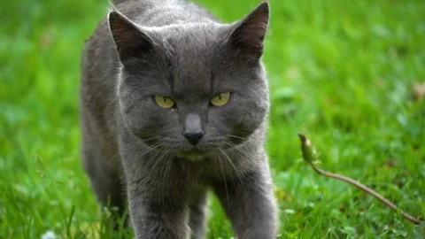 Gray cat walking on the grass Stock Footage 92014142