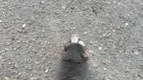 Gray cat walking on gray asphalt, top view Video stock 305531157