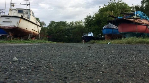 Gray cat walking on a road between old boats Stock Footage 80105263