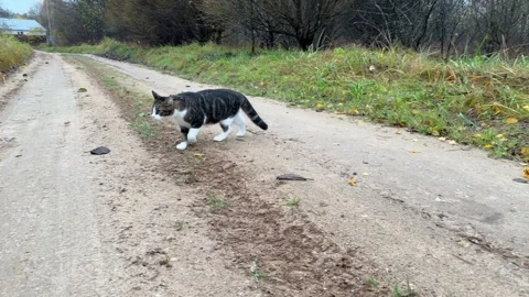 A gray cat walking on the sidewalks with lots of fallen leaves on the ground Stock-Footage 331569694