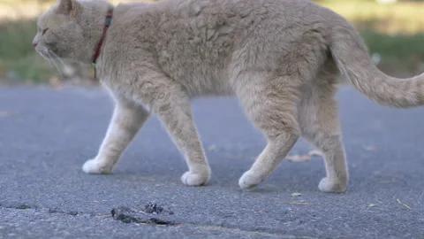 Gray cat walking on a street in 4k slow motion 60fps Stock Footage 105065652