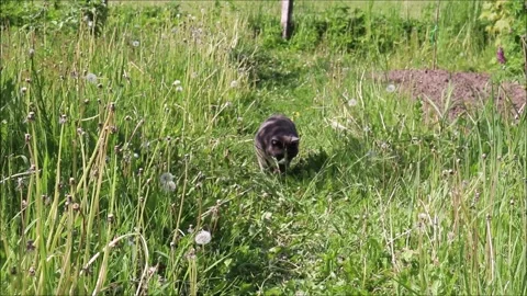 A gray cat walks along a path through grass, stops, and sniffs the grass Stock Footage 323520769