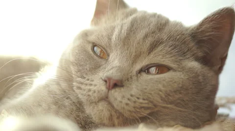 Gray cat wants to sleep and closes his eyes Видео 45588095