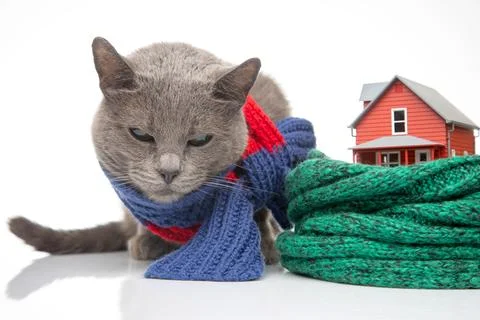 Gray cat with a warm scarf next to a house model insulated with a knitted s.. Stock Photos