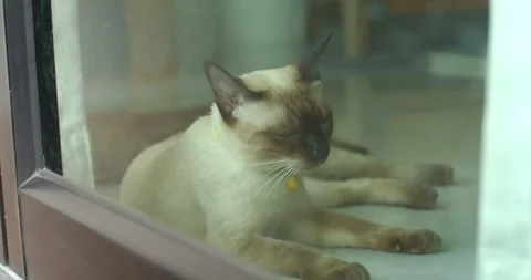 A gray cat was kept inside the house and looked out into the camera. Stock Footage 250073032