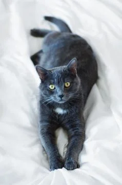 A gray cat was lying on a white sheet indoors. View from above. Stock Photos