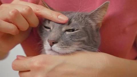The gray cat was put on his knees, hugged, and stroked on the head Stock Footage 151921024