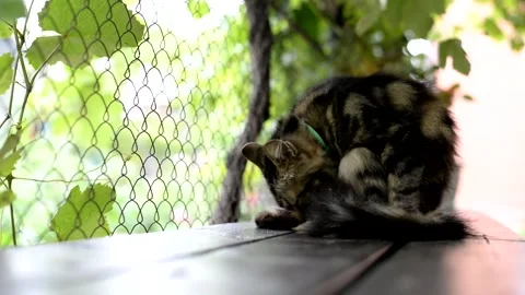 Gray cat is washed on a wooden bench. green leaves around Stock Footage 156853136