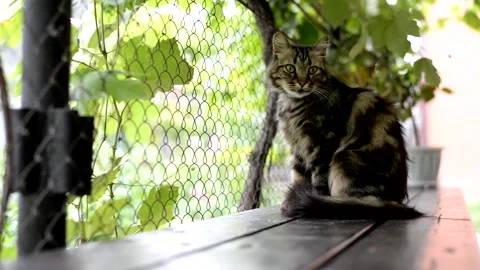 Gray cat is washed on a wooden bench. green leaves around Stock Footage 157836420