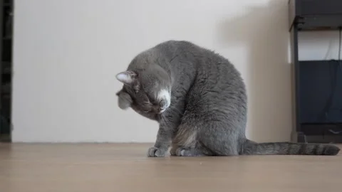 Gray cat washes itself Stock Footage 276425884