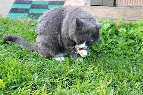 A gray cat washes itself on grass at the porch of a village house Stock Photos