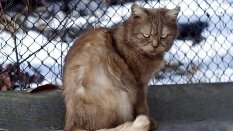 Gray cat washes on the snow Stock Footage 73010504