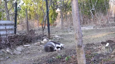 Gray cat washing and playing with its tail Stock Footage 306608412