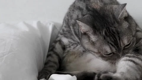 The gray cat is washing her face. happy cat washes, licks his paw. Stock Footage 271253328