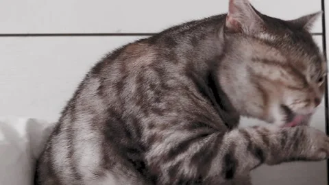 The gray cat is washing her face. happy cat washes, licks his paw. Stock Footage 271254039