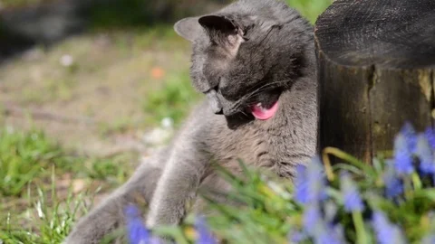 Gray cat is washing, while sitting on a green meadow Stock-Footage 88946183