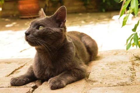 Gray cat watching something Stock Photos