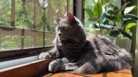 Gray Cat Watching Through Open Window with Mesh Screen Stock Footage 311313984