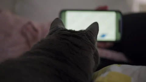 Gray cat watching video for cats with Stock Video Pond5