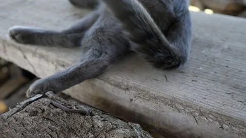 Gray cat waving its tail. Close-up without a face Stock Footage 130565192