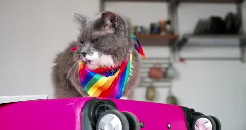 Gray cat wearing vibrant rainbow scarf lounging on pink luggage, leisurely Stock Footage 307553032