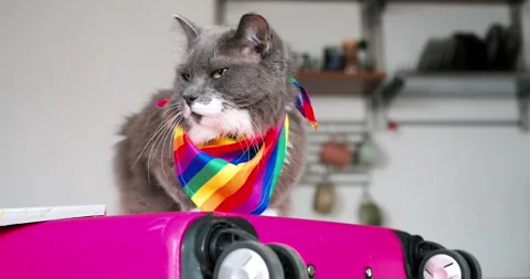 Gray cat wearing vibrant rainbow scarf sitting atop pink suitcase, gazing around Stock Footage 307553577