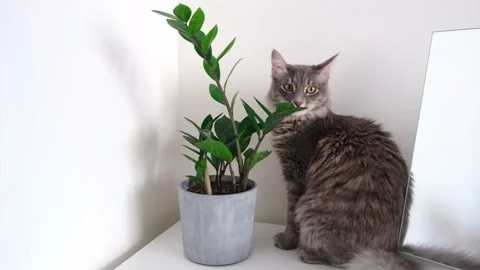 Gray cat on a white background eats a green flower in a pot. Stock Footage 172534373