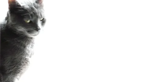Gray cat on white background. Gray cat isolated. Stock Footage 126157148