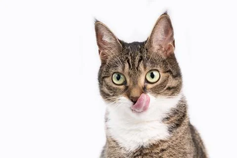 Gray Cat on white background Stock Photos