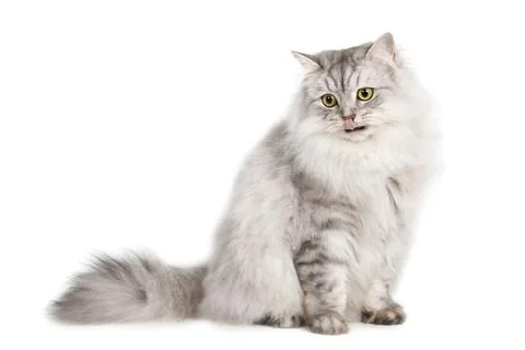 Gray cat on white background Stock Photos