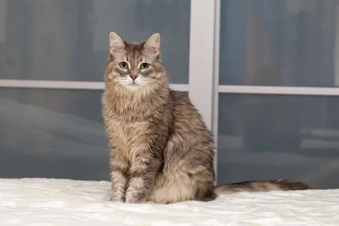 Gray cat on a white bedspread Stock Photos