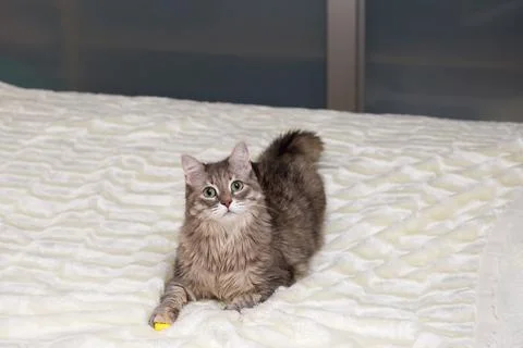 Gray cat on a white bedspread Stock Photos
