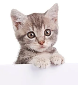 Gray cat with white board Stock Photos