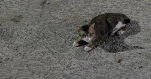 A gray cat with a white muzzle and white paws is lying on the concrete floor. Stock Photos