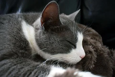 Gray cat with a white muzzle. Close-up Stock Photos