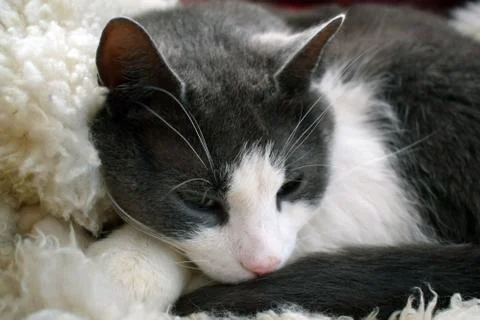 Gray cat with a white muzzle. Close-up Stock Photos