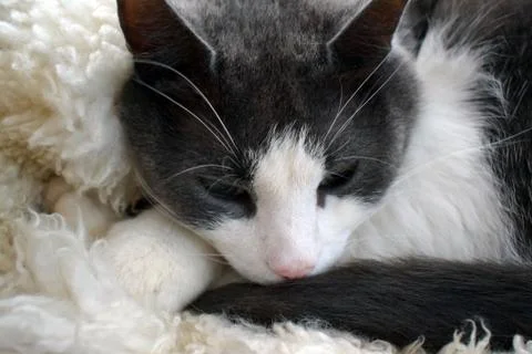 Gray cat with a white muzzle. Close-up Stock Photos