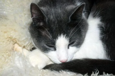Gray cat with a white muzzle. Close-up Stock Photos