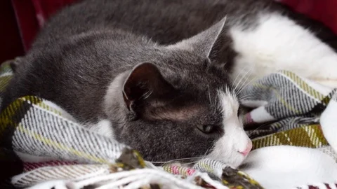A gray cat with a white muzzle lies on the plaid. Stock Footage 95837021