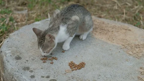 Gray cat with a white muzzle quickly eats dry food on the street. Video stock 76633650