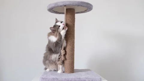 A gray cat with  white muzzle sits on a scratching post. Stock Footage 154407740